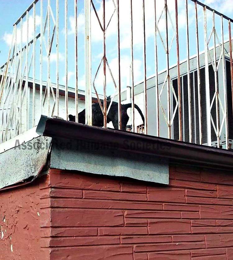 Perros fueron dejados bajo el sol en una terraza