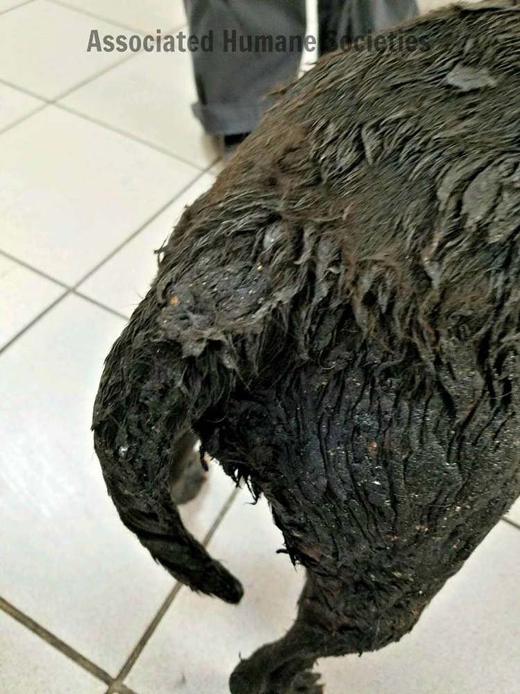 Perros quemados