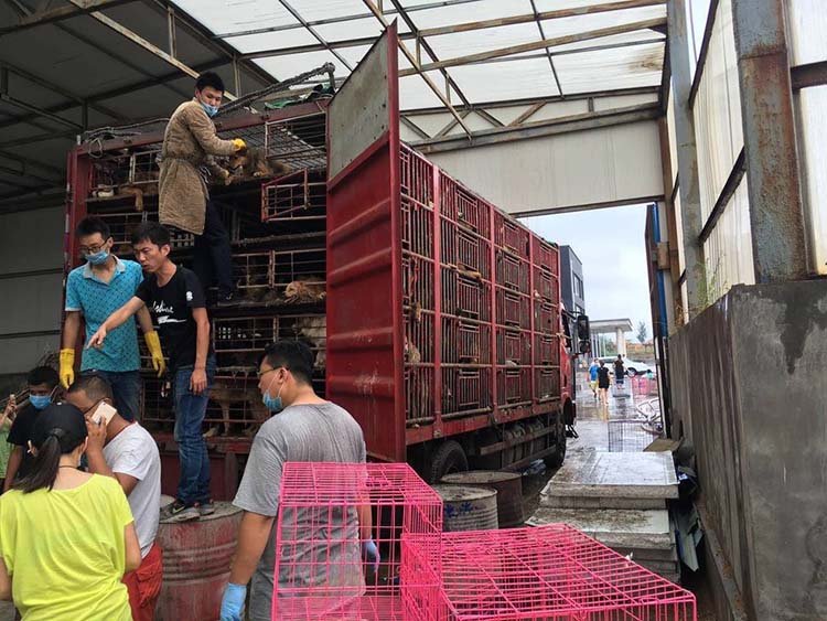 Perros rescatados de un camión en cina
