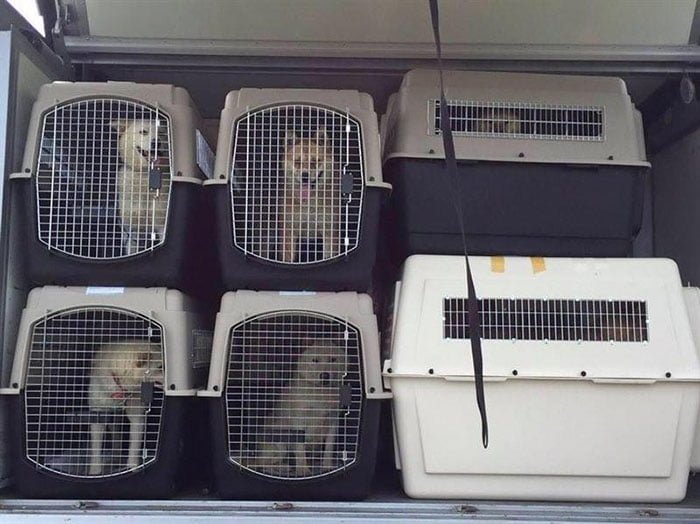 Perros rescatados de una granja de carne de perro