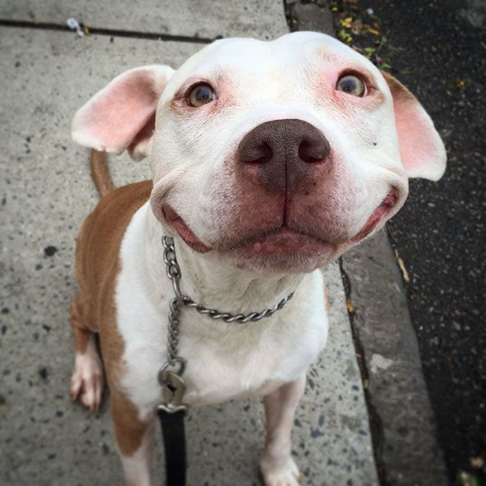 Pit bull abandonado siempre sonríe