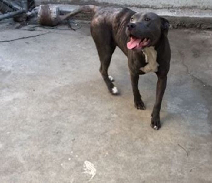 Pit bull rescatada