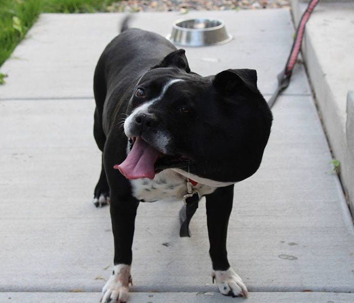 Pit bull tiene un tumor del tamaño de una pelota de futbol