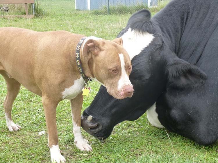 Pit bull y vaca