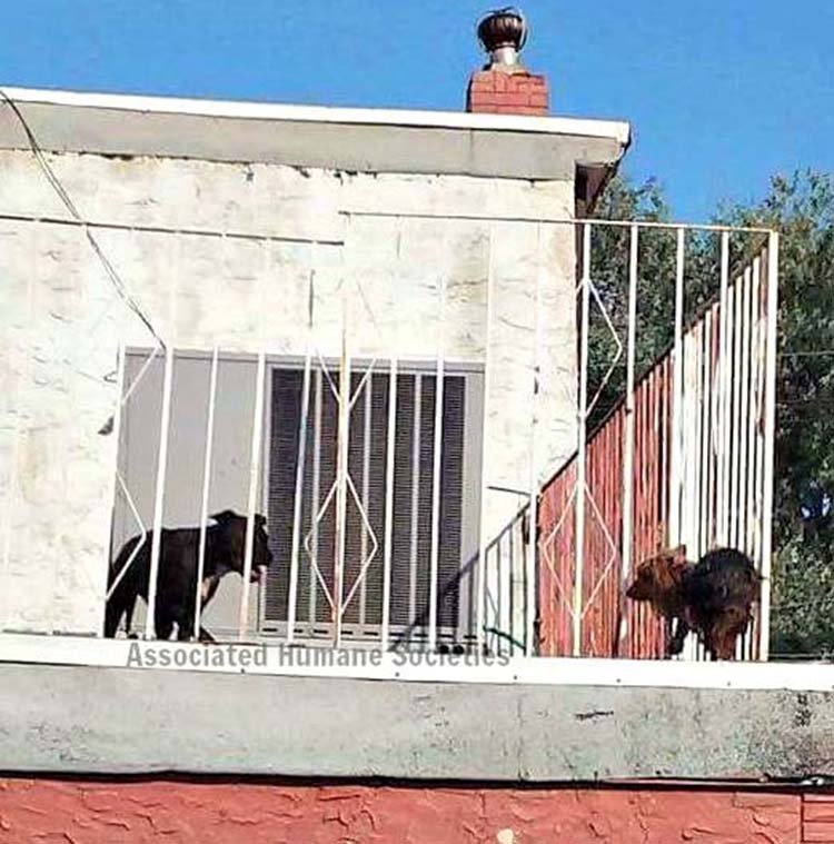 Pit bull y yorkie quemandose en una terraza