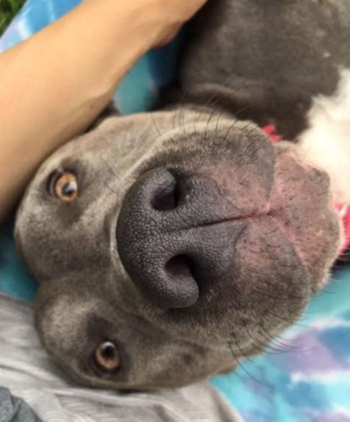 Pit bull