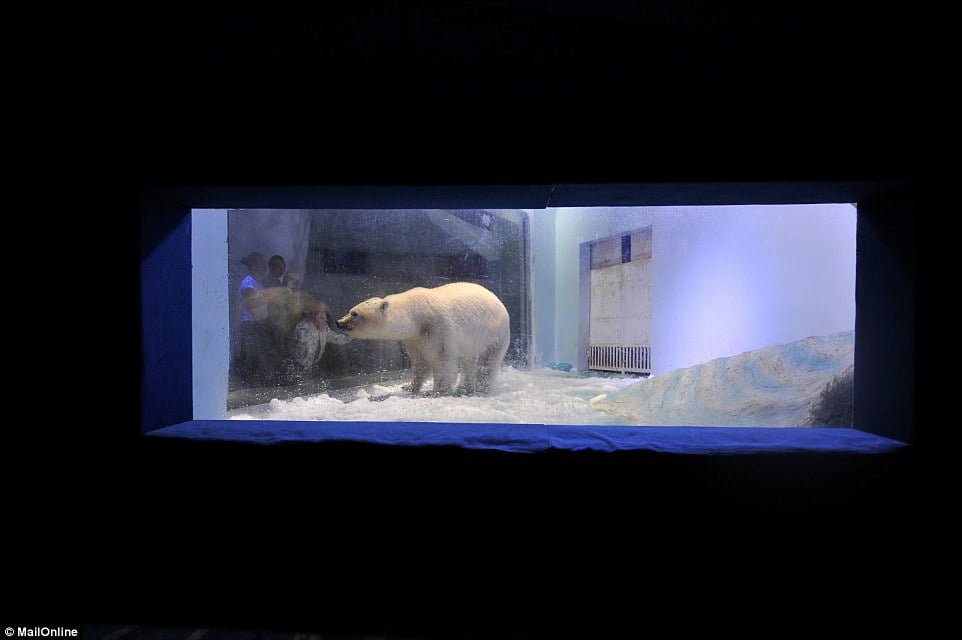 Pizza el oso polar
