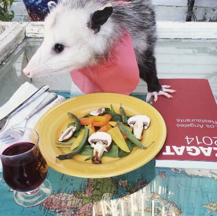 Poppy comiendo