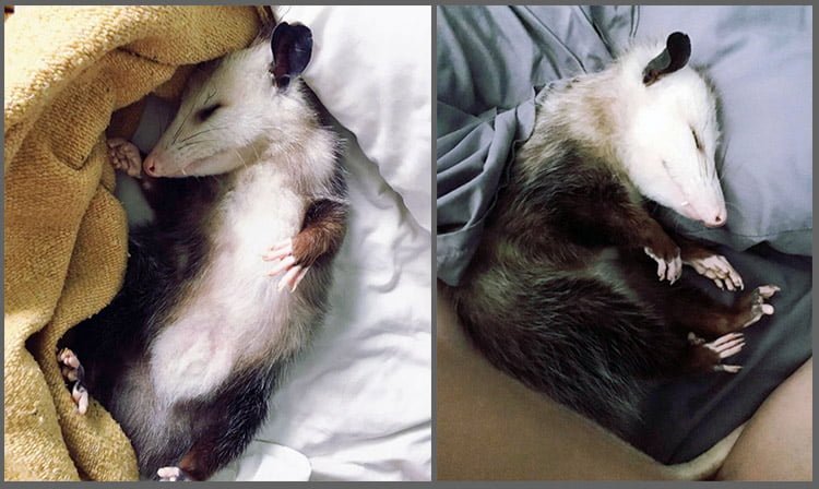 Poppy durmiendo