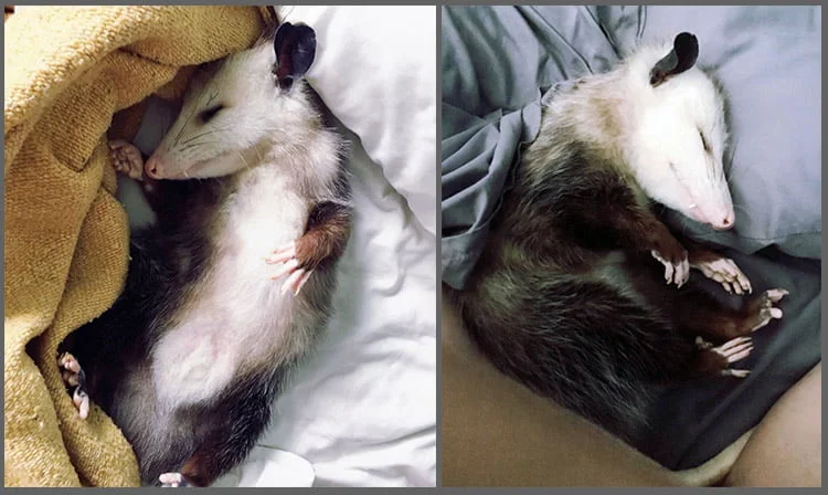 Poppy durmiendo Poppy durmiendo