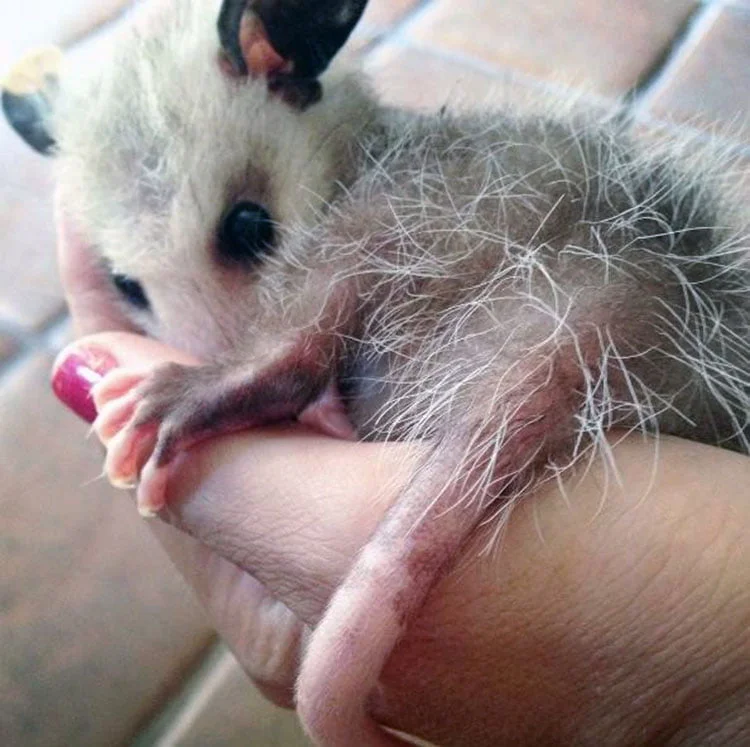 Poppy rescatada Poppy rescatada