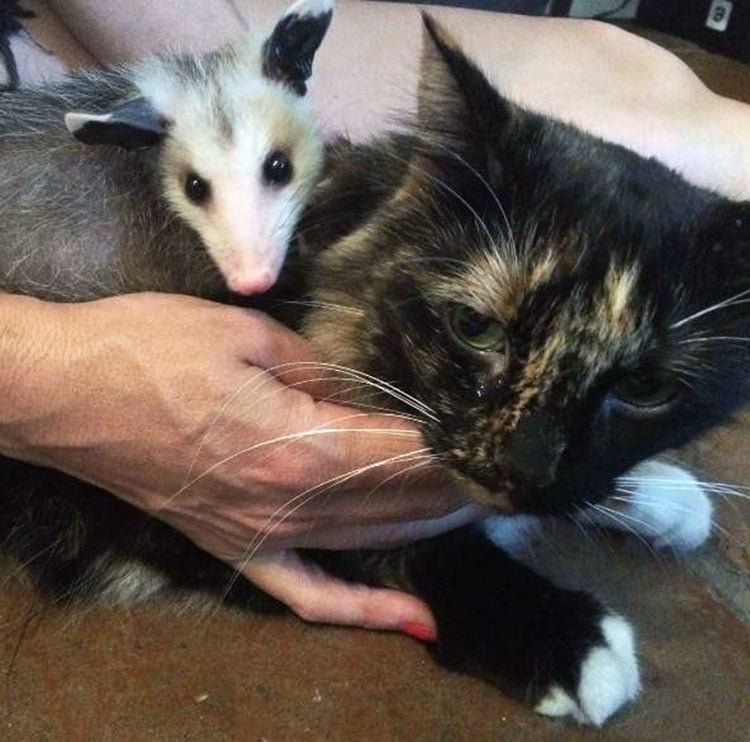 Poppy y FeFe
