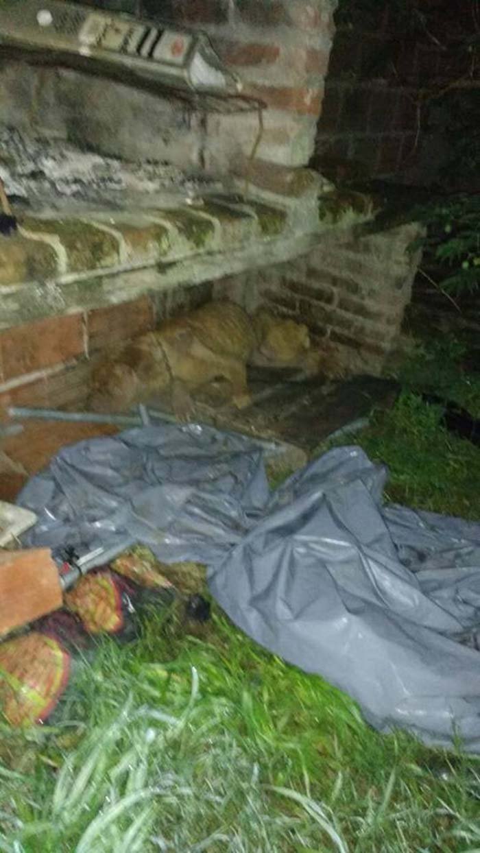 Rescatan a un perro al borde de la muerte