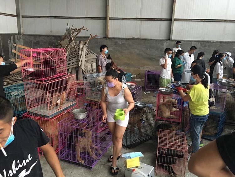 Rescataron 300 perros de un camión con destino al matadero Rescataron 300 perros de un camión con destino al matadero
