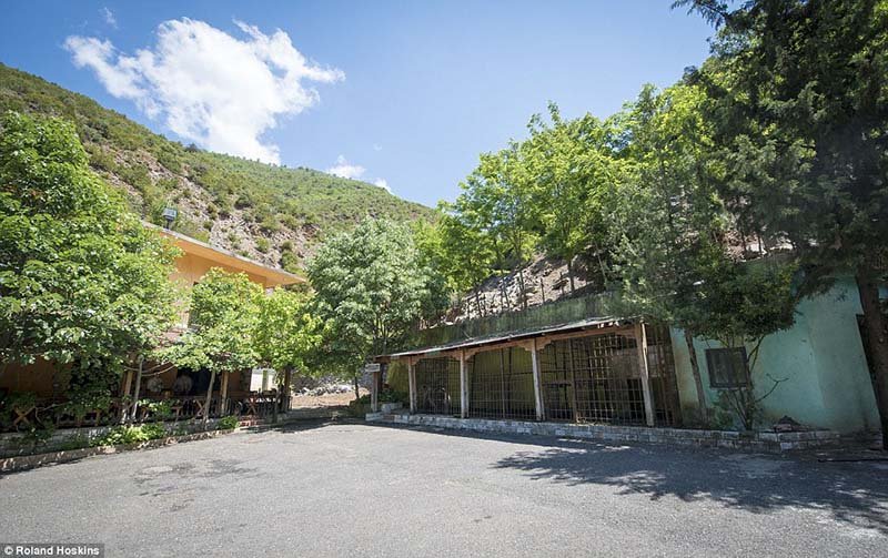 Restaurante tiene a un oso enjaulado