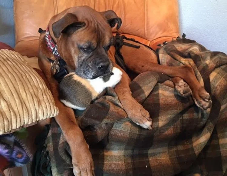 Rex y su mejor amigo