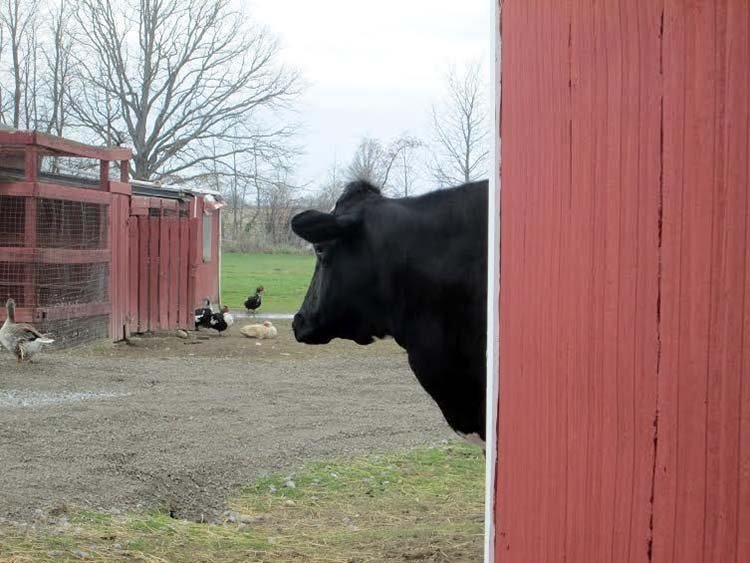 Vaca escondida
