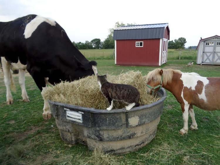 Vaca se esconde
