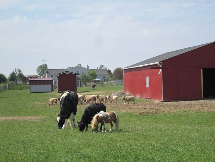 Vaca y otros animales