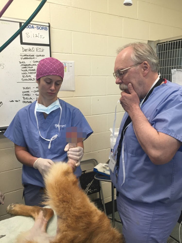 Veterinarios y Maverick