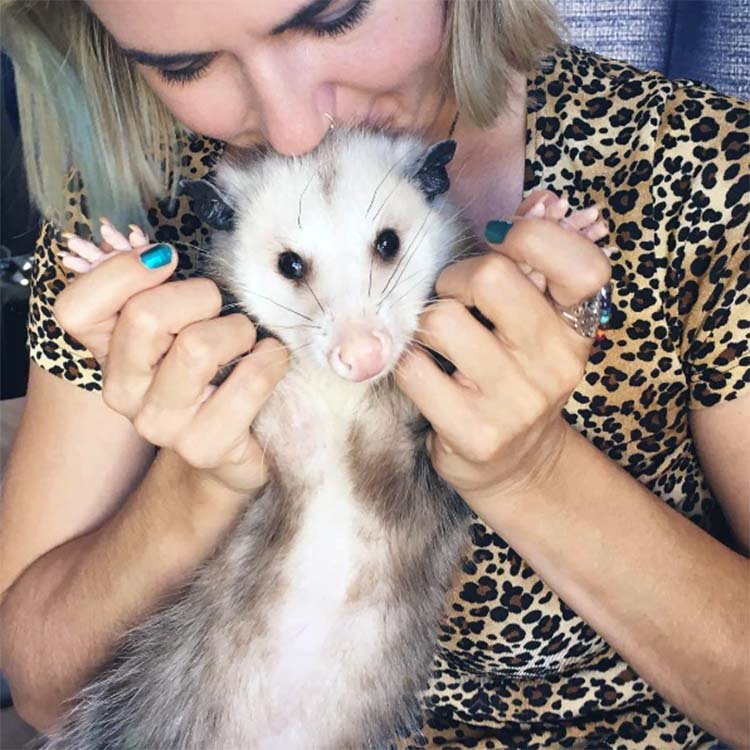 Zarigüeya rescatada