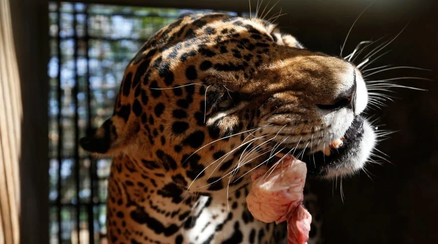 mueren 50 animales por falta de alimento en zoológico
