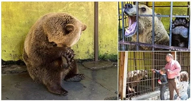oso desesperado encerrado en una jaula en albania