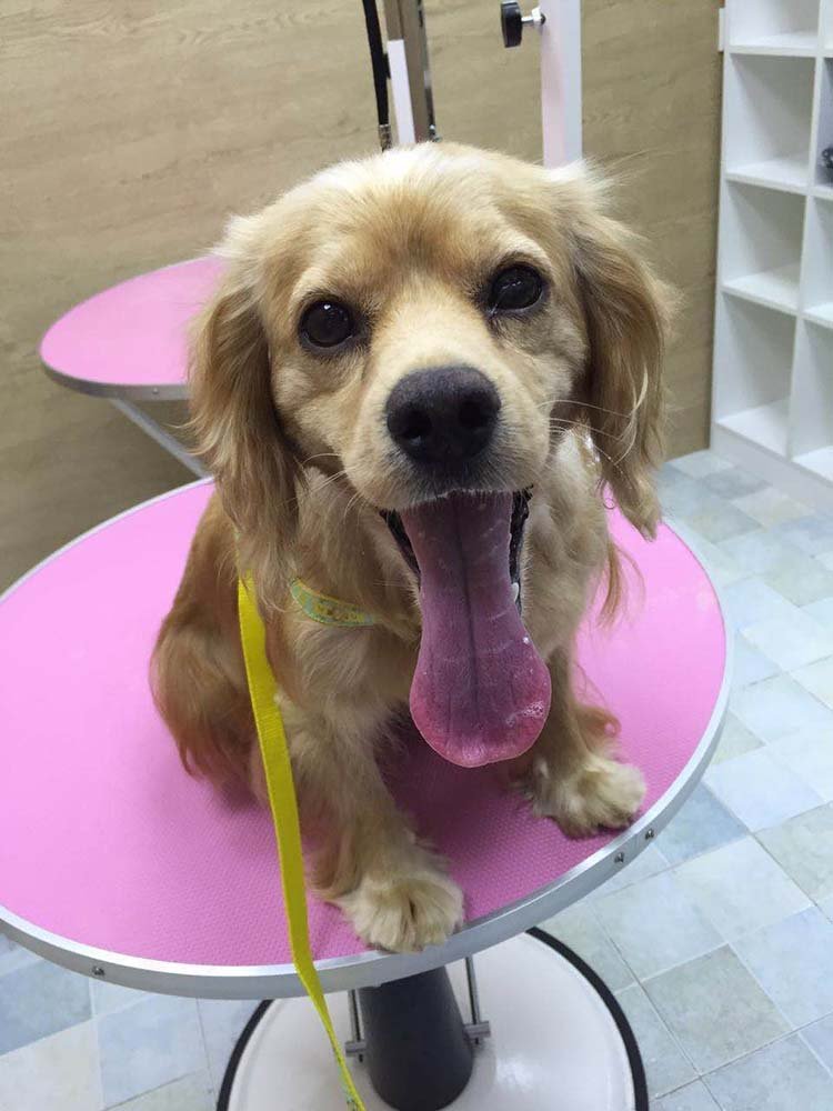 perro iba a ser sacrificado en china