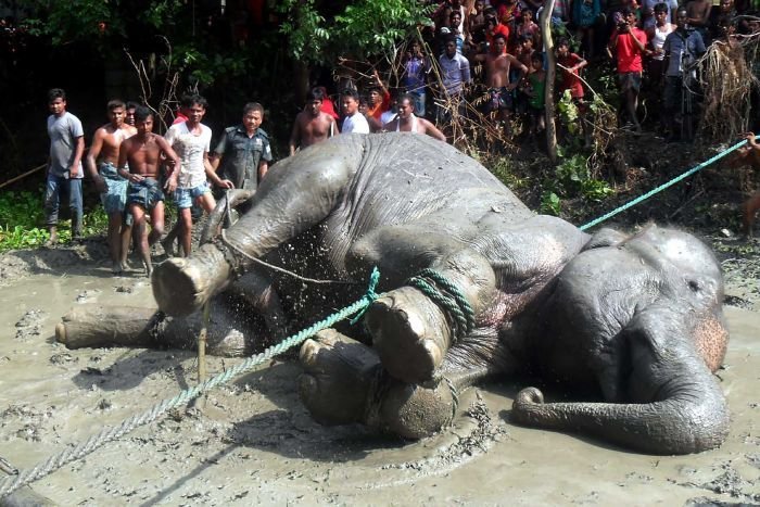 Gli abitanti del villaggio di risparmiare un elefante in Bangladesh