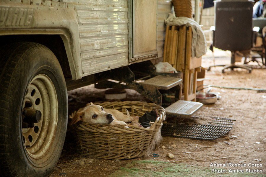 Animales rescatados