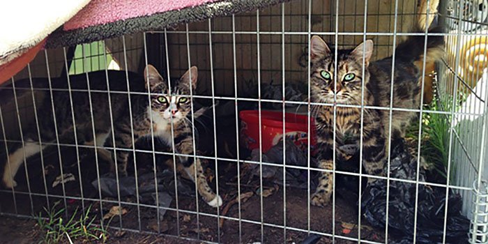 Animales rescatados de fábrica de gatos
