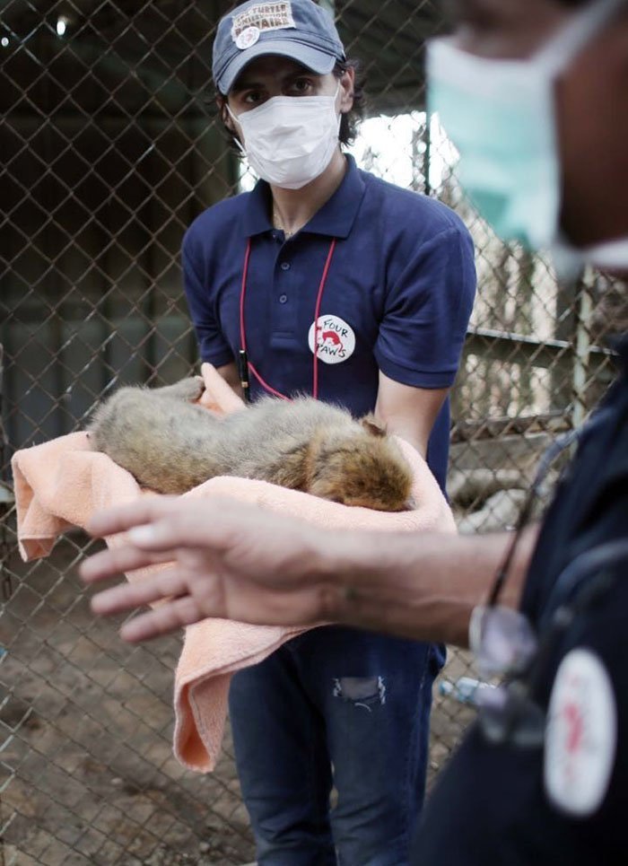 Animales rescatados