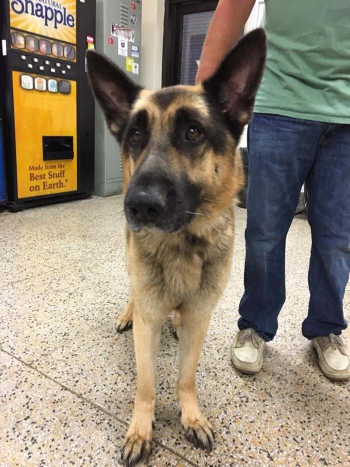 Bruno