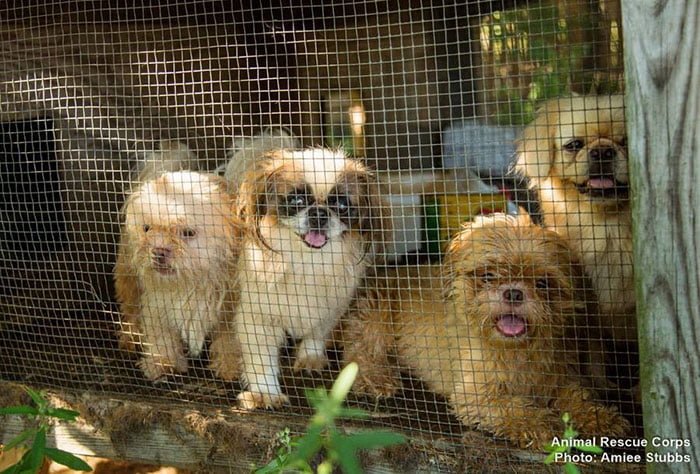 Cachorros rescatados