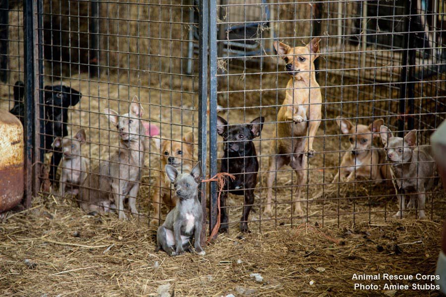 Chihuahuas
