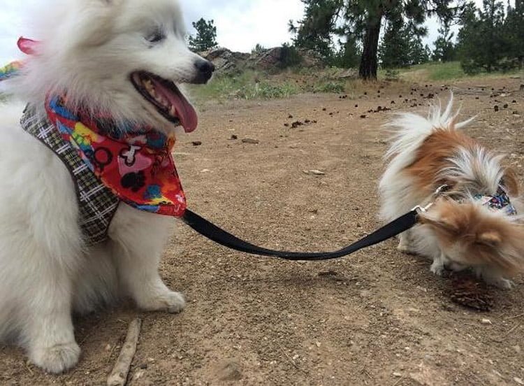 Compañerismo entre Zen y Hoshi