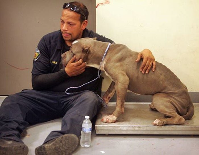 Control de animales rescatan 27 pit bulls en Riverside