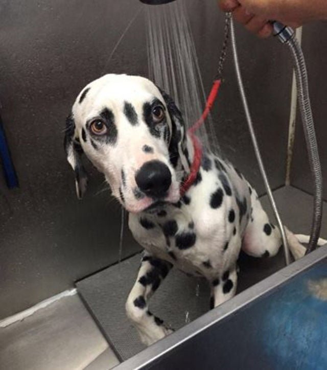 Daniel en el veterinario