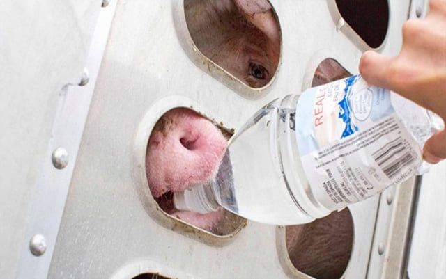 Defensora de los animales podría ser privada de su libertad por brindar agua a unos cerdos deshidratados