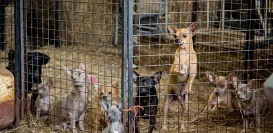 Docenas de animales rescatados de la casa de una supuesta rescatista
