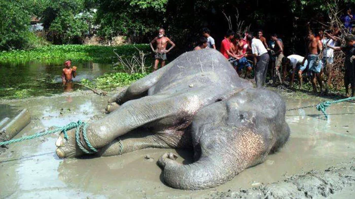 Elefante rescatado de ahogarse