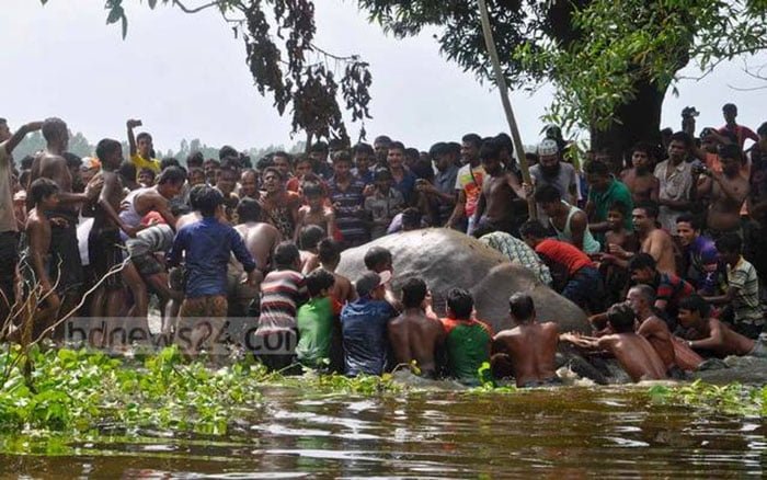 Elephant salvato da centinaia in Bangladesh