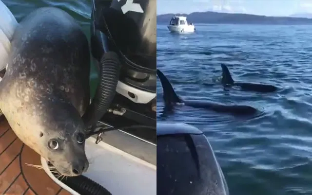 Esta astuta foca pudo escapar de una manada de orcas hambrientas que se encontraban a su acecho
