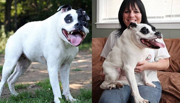 Esta pitbull jorobada estaba destinada al sacrificio y fue salvada por una trabajadora de la perrera