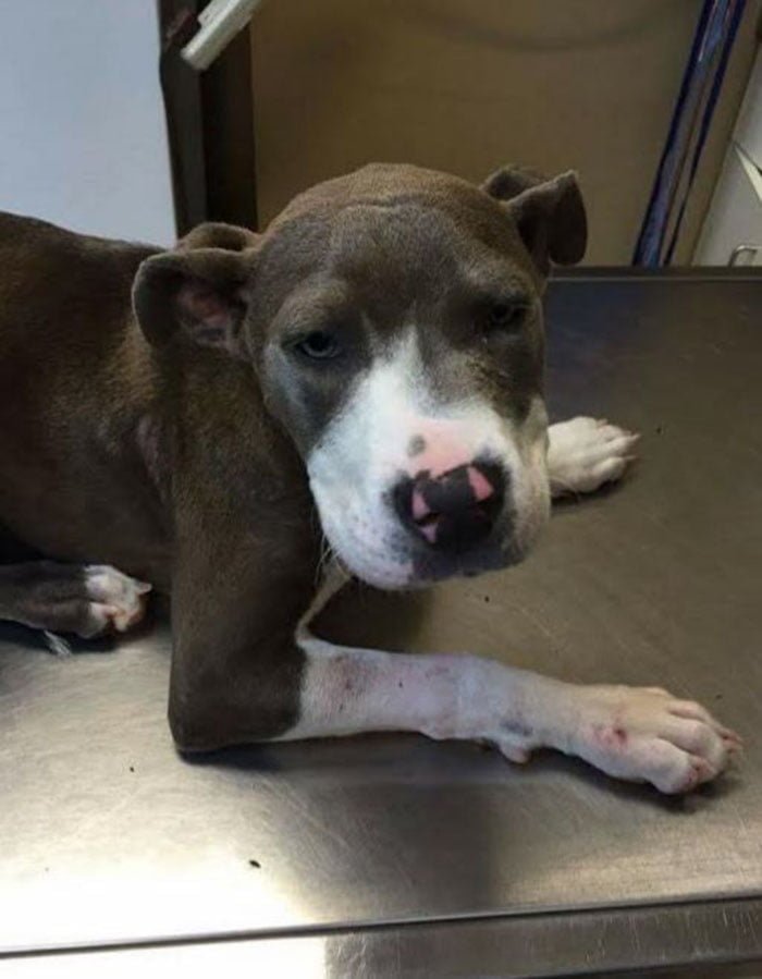 Eve en el veterinario