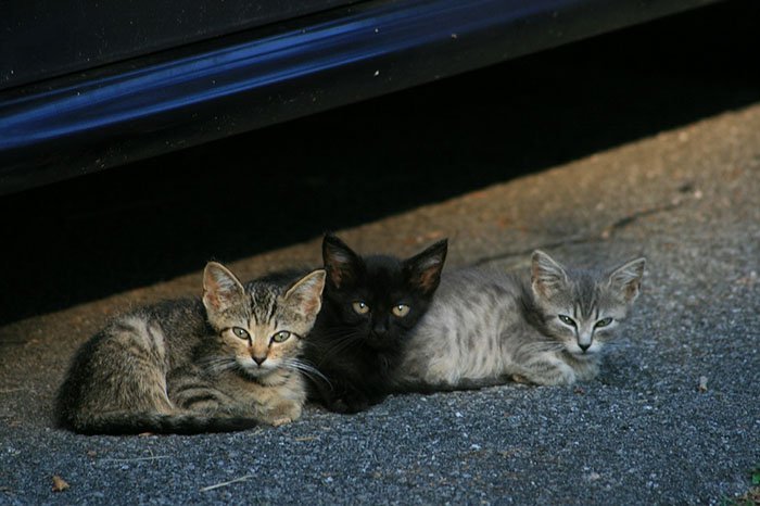 Gatitos sin hogar Gatitos sin hogar
