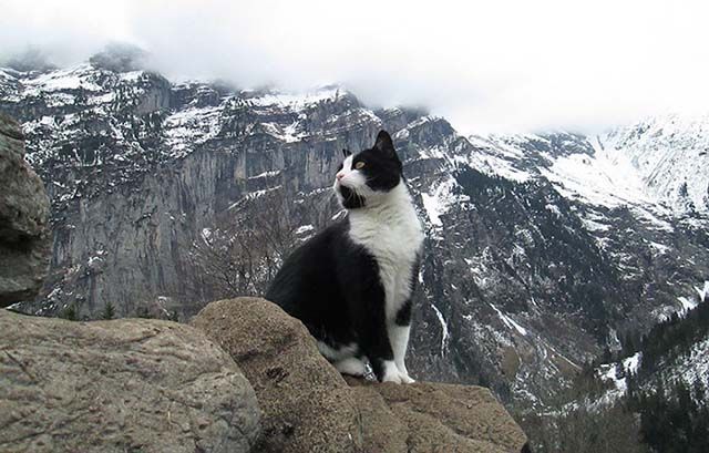 Gato guió a un hombre perdido en las montañas en Suiza