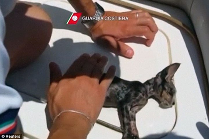 Gato revivido por la Guardia Costera