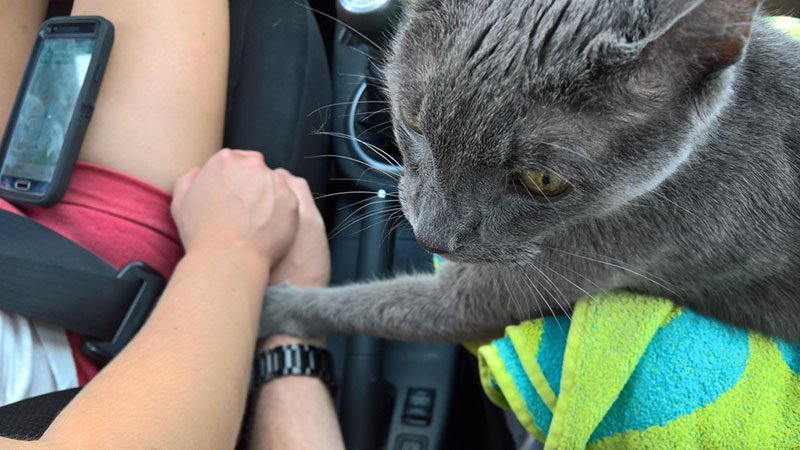Gato sostiene la mano de sus padres humanos en su último viaje juntos