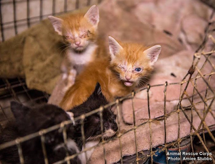 Gatos rescatados